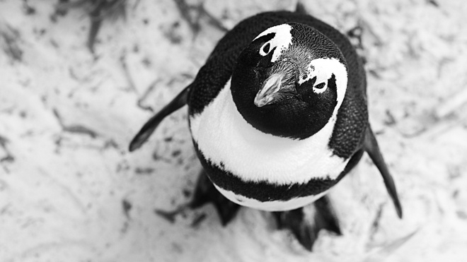 Появилось видео с полностью черным пингвином, который может быть единственным на Земле