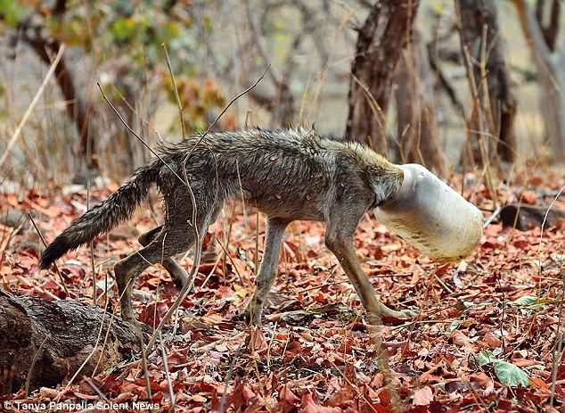 В Индии фотографы спасли волка, который застрял в пластиковом контейнере, - ФОТО
