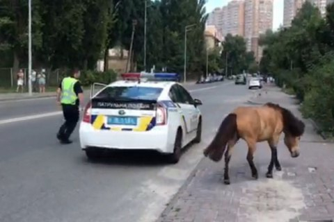 У Києві патрульні спіймали поні, - ОНОВЛЕНО