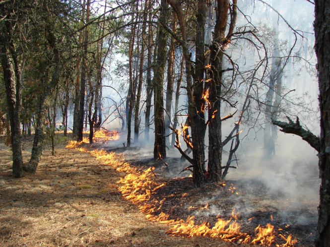 Пожар в Чернобыльской зоне отчуждения до сих пор не потушен - горят 20 гектаров травы