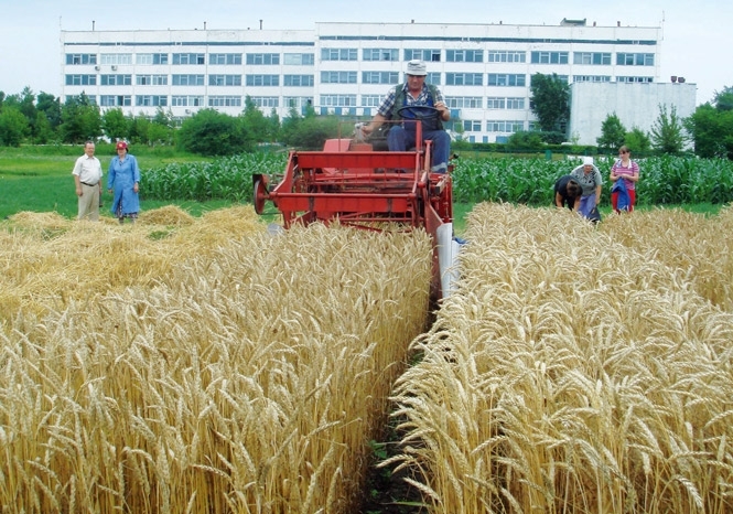 ООН: Україна збере на третину менше пшениці у 2012 році