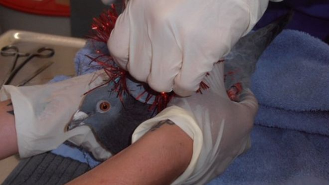 В Новой Зеландии погибли десятки птиц: они запутались в новогодних декорациях
