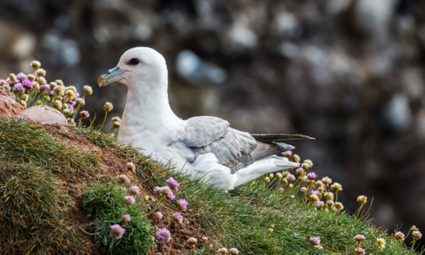 В яйцях птахів північної Арктики вперше виявили сліди пластику


