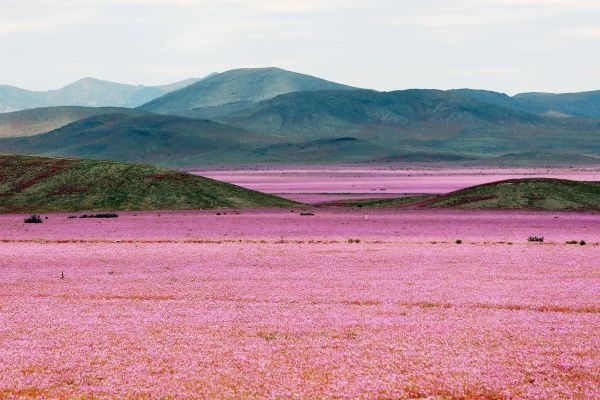Самая сухая пустыня в Чили покрылась розовым цветом - фото