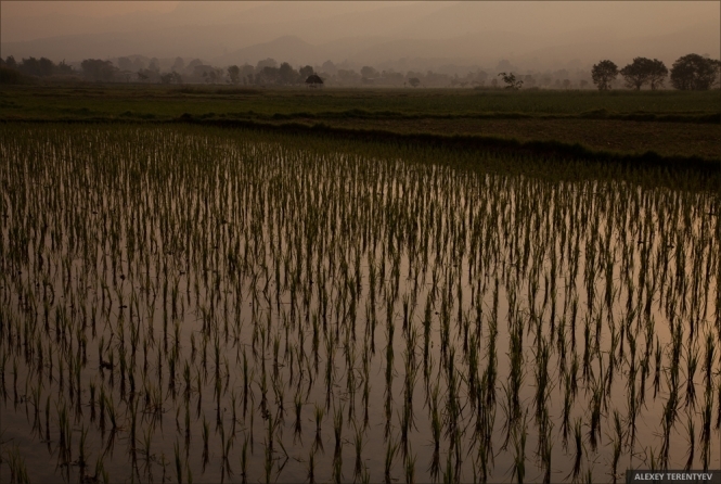 Світанок над рисовими полями М’янми (фото)