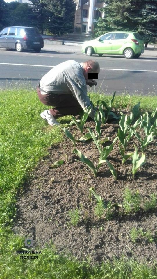 У Рівному патрульні змусили чоловіка посадити назад вирвані на клумбі тюльпани