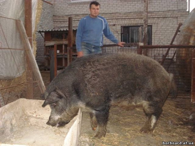 Молдова відмовилась від української свинини