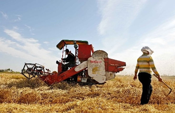 Половина посівів в Україні страждає через аномальну спеку
