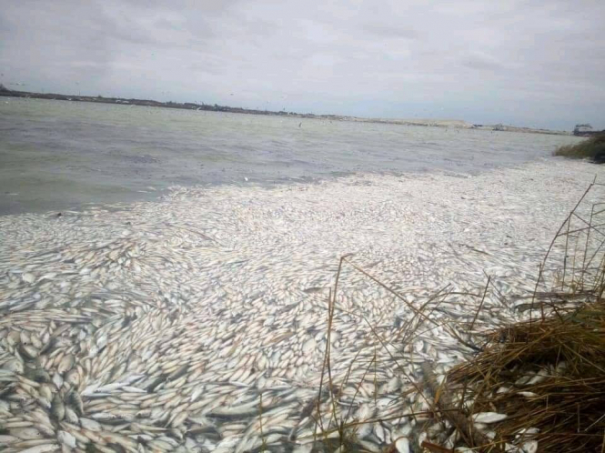 Затоплено єдиний в Україні державний завод осетрових риб – Мінагрополітики