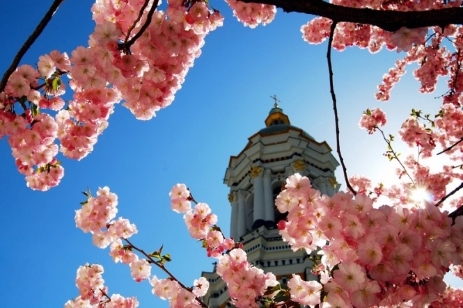 У Києві квітнуть сакури (фото)