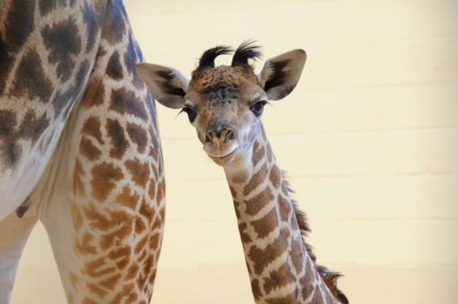 Жирафов добавили в список животных под угрозой вымирания