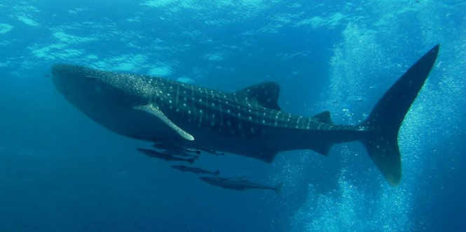 Испытания ядерного оружия помогли впервые установить возраст китовых акул