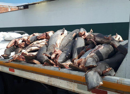 На трассе в Мексике обнаружили около 300 мертвых акул