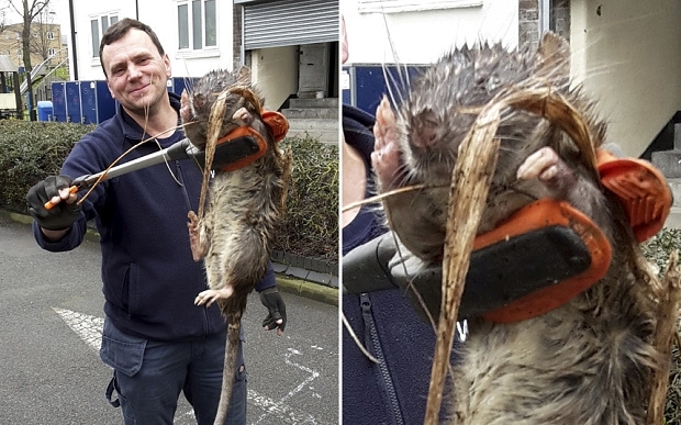 На детской площадке Лондона нашли 11-килограммовую крысу