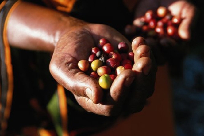 Через зміни клімату врожаї кави постійно знижуються, а сам продукт може подорожчати
