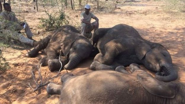 В Ботсване убили почти сто слонов