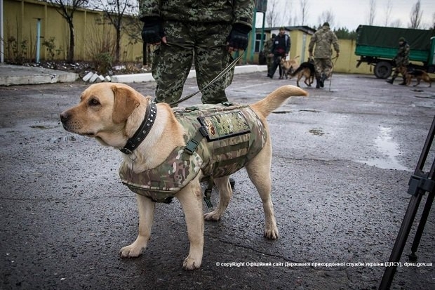 Луганские пограничники одели служебных собак в бронежилеты