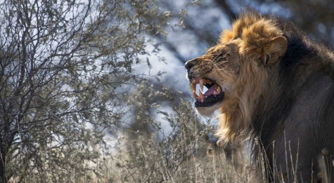 В Южной Африке львы съели браконьера
