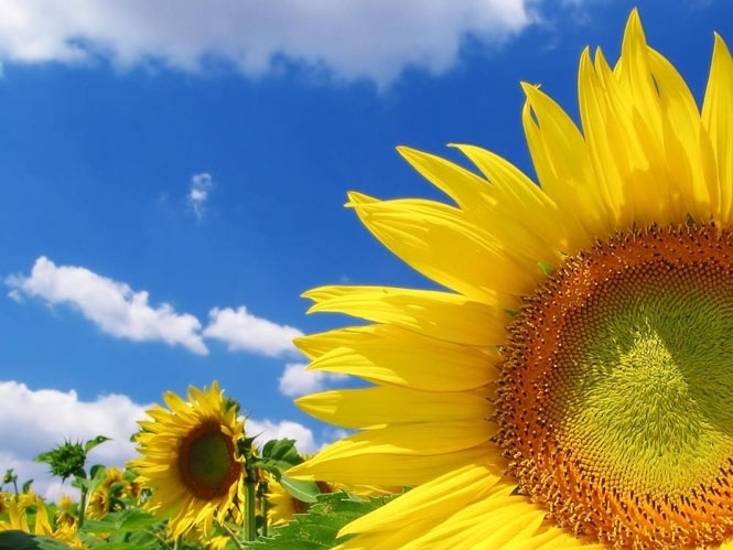 Україна експортує рекордну кількість соняшникової олії, - прогноз