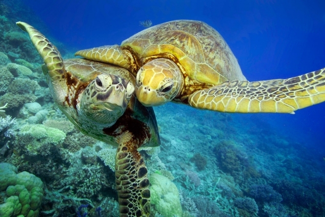 Багато видів морських черепах можуть зникнути через глобальне потепління