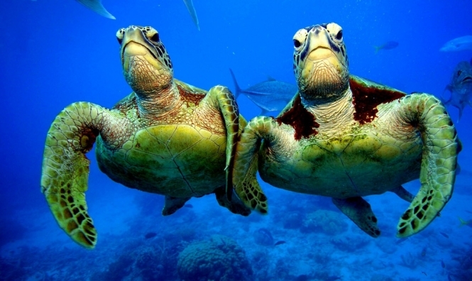 У Південній Америці знайшли рештки вимерлої черепахи розміром з автомобіль