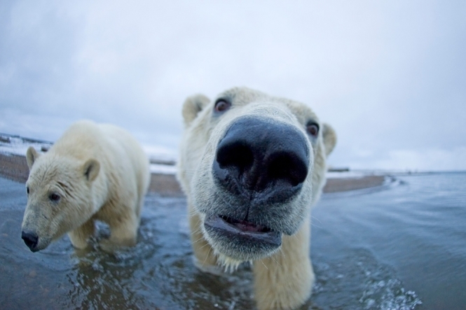 Білі ведмеді Аляски люблять приймати ванни і тертися спинами