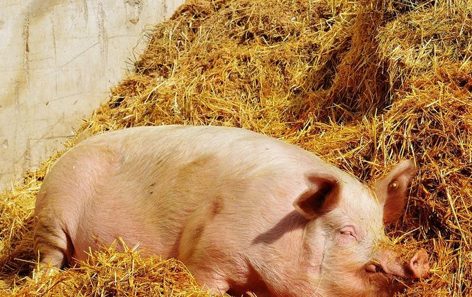 Україні загрожує дефіцит свинини
