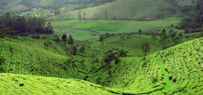 Зелені килими чайних плантацій Індії (фото)