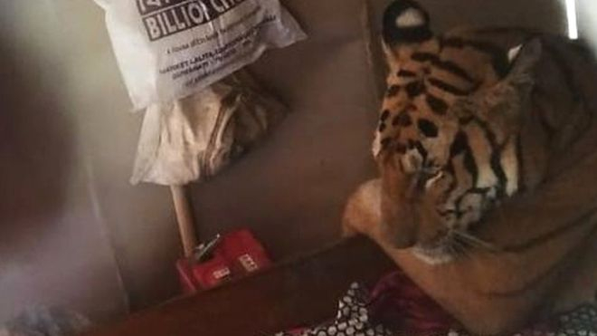 В Індії тигриця, яка рятувалася від повені, потрапила в будинок місцевих жителів і проспала весь день 