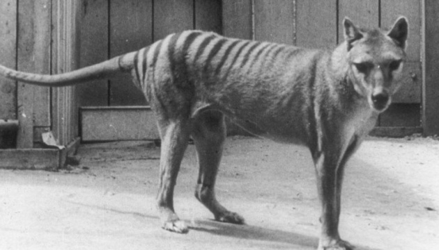 Тасманійський тигр: вчені сподіваються відродити сумчастих тварин після їх вимирання