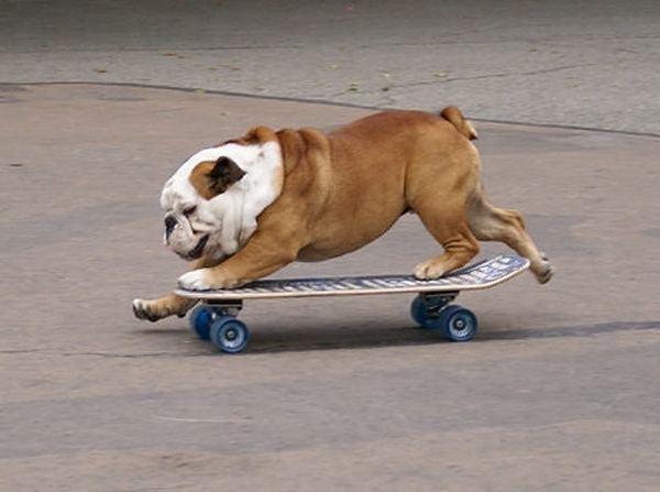 Умер самый известный в мире пес-скейтбордист, занесенный в Книгу рекордов Гиннеса