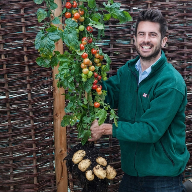 Мрія садівника: британці виростили помідори і картоплю з одного куща (відео)