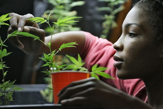 Сміливе рішення: інвестиції у вирощування марихуани