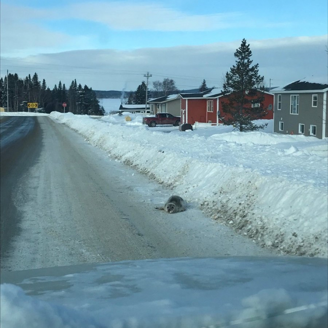 У канадському місті десятки тюленів заблокували дороги та подвір’я