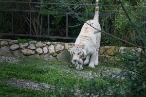 В Тбилиси убили тигра-альбиноса, который загрыз человека