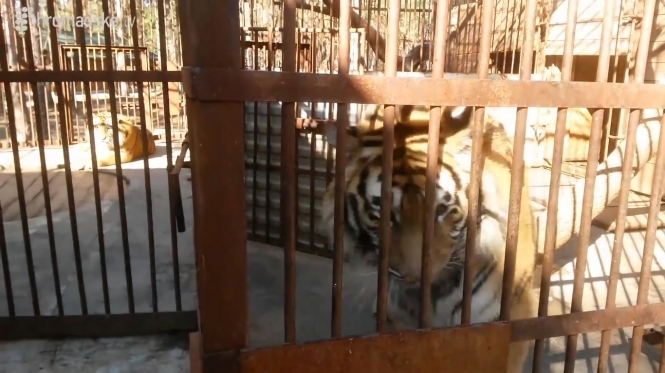 Клименко держал у себя дома амурских тигров и карпатских медведей, - видео