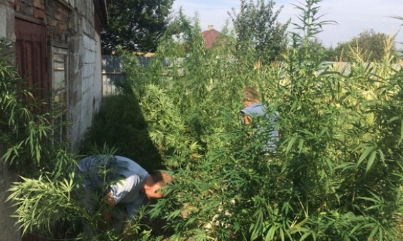 На Львовщине полиция обнаружила плантацию конопли на полмиллиона гривен