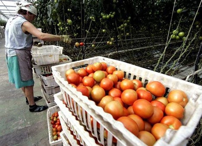 Ціни на томати зросли майже на 50%