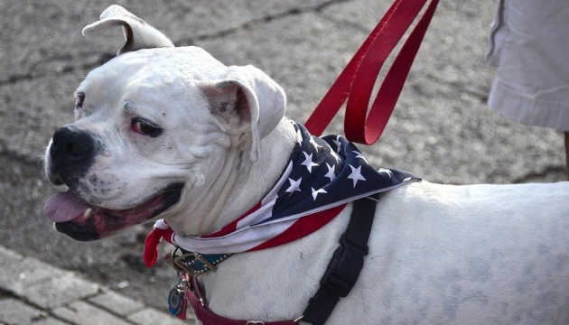 США запрещают ввоз собак из Украины и еще сотни стран