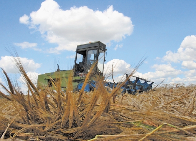 Україна збільшує експорт пшениці на 25%