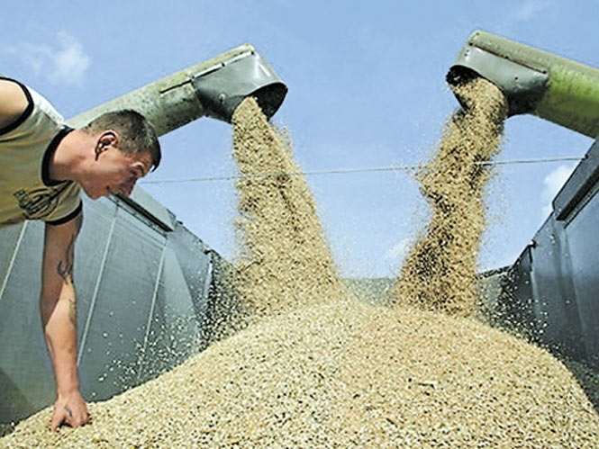 Азаров перегрівся в Ялті і марить про 100 млн тонн врожаю зернових
