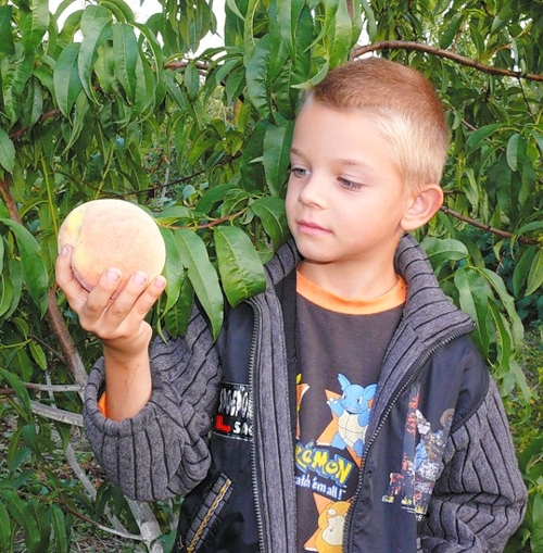 Українських персиків, абрикосів та нектаринів на ринку суттєво поменшає