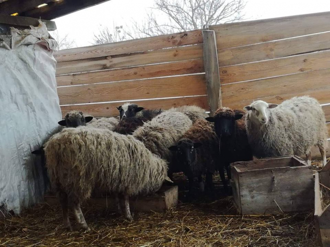 Вівчар самотужки гнав 400 овець із Донеччини. Ще сотня там загинула від обстрілів
