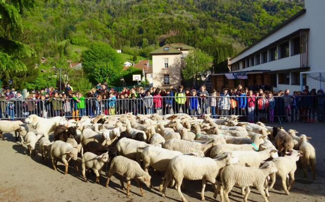 До початкової школи у Франції записали 15 овець