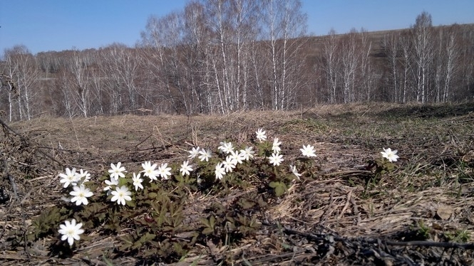 Весна в Сибіру (фото)