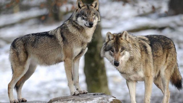 У Європі збільшується популяція хижаків, найбільше — вовків