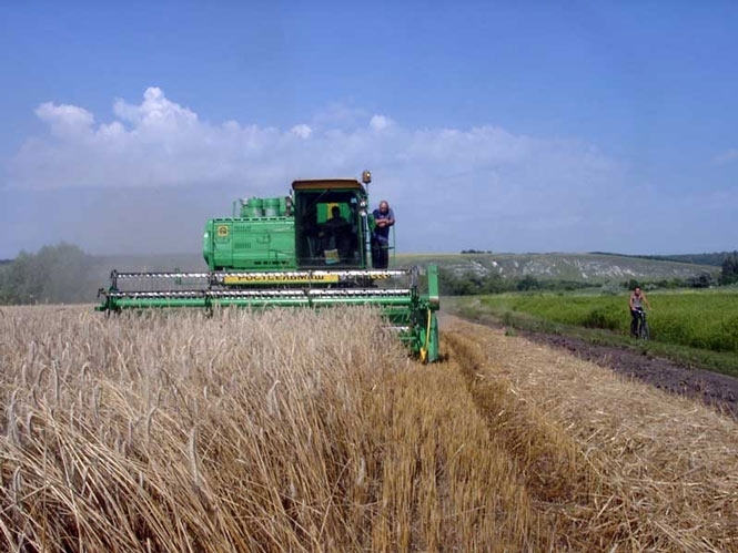 Собівартість пшениці і ячменю збільшиться щонайменше в 1,5 рази