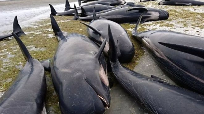 400 китів викинулися на берег у Новій Зеландії, - ФОТО