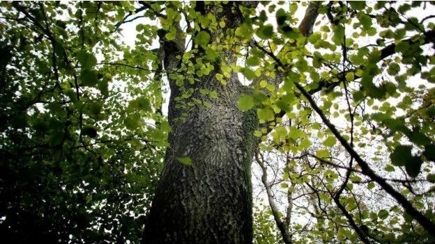 В Украине усыхает почти 400 000 гектаров леса