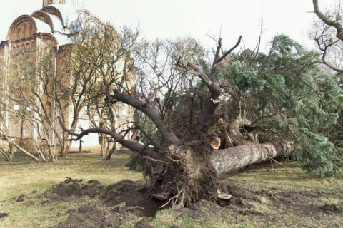 В Чернигове ураган вырывал с корнем деревья и сносил крыши